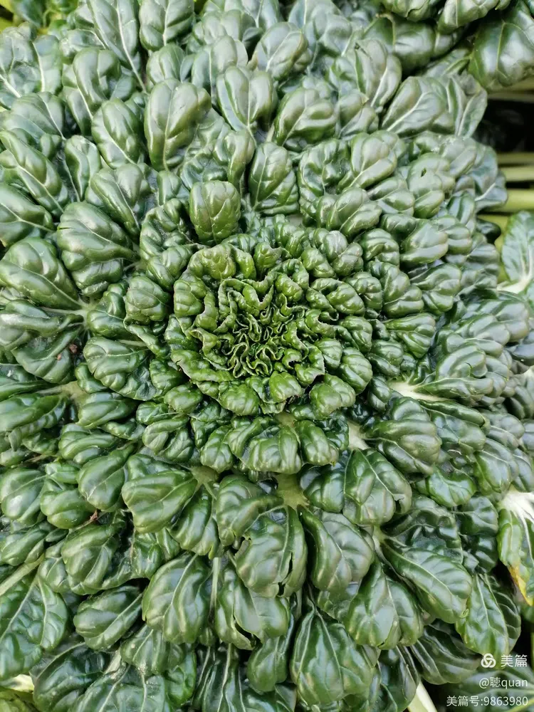 长得像菊花一样的青菜